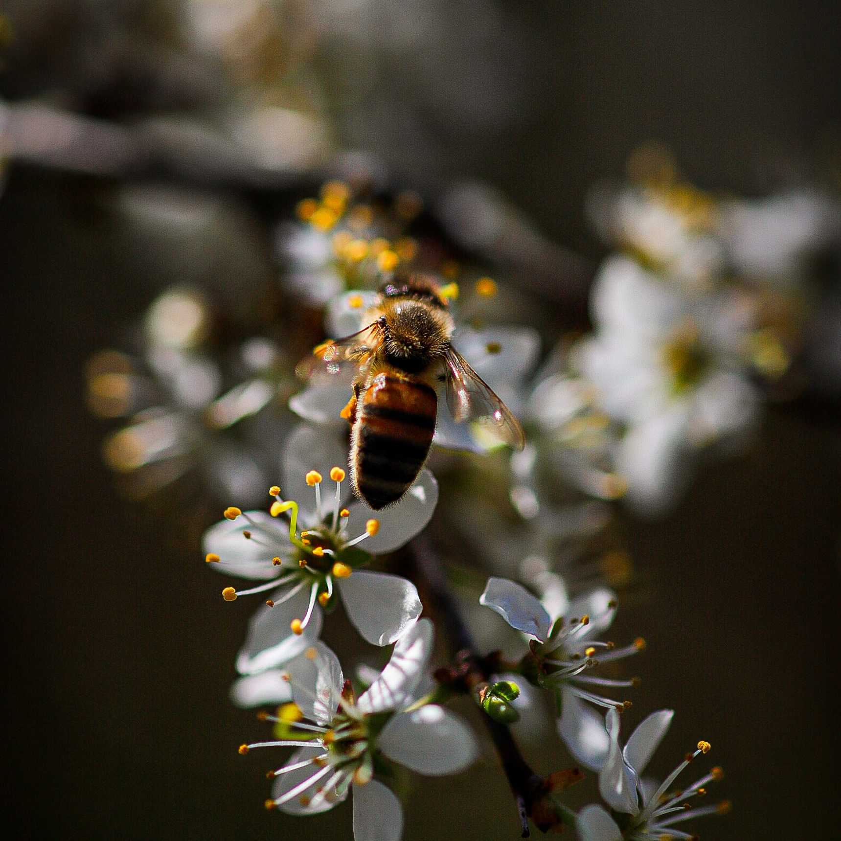 Zimtblüte im Honig